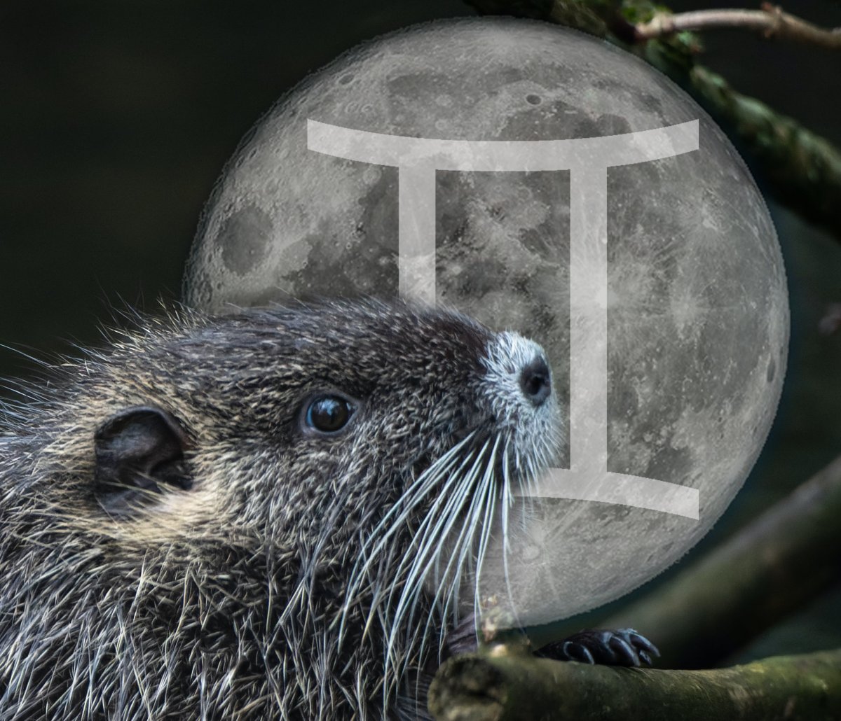 Happy Full Beaver moon in Gemini 