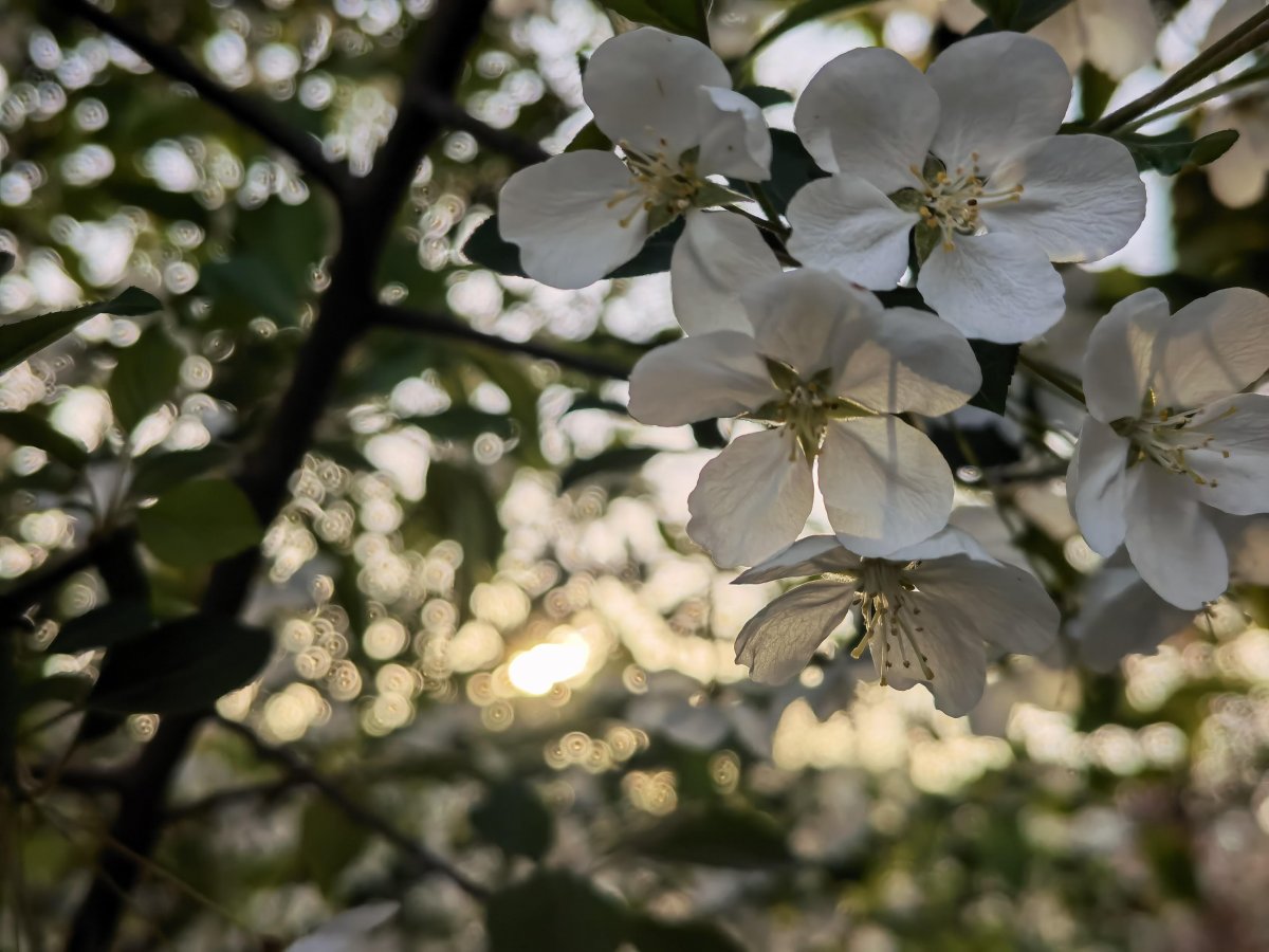 Welcome to the Spring Equinox on March 20 2026 