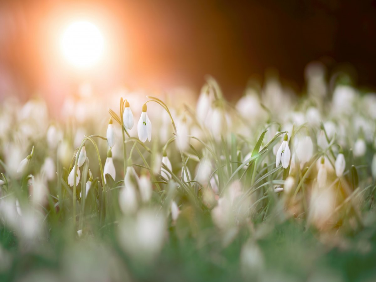 Welcome to Imbolc in the Northern hemisphere and Lughnassadh or Lammas in the Southern world 