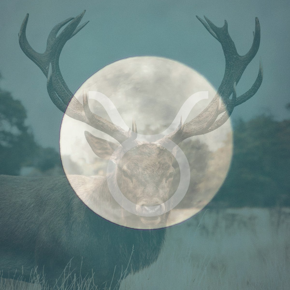 Welcome to the full moon in Taurus 