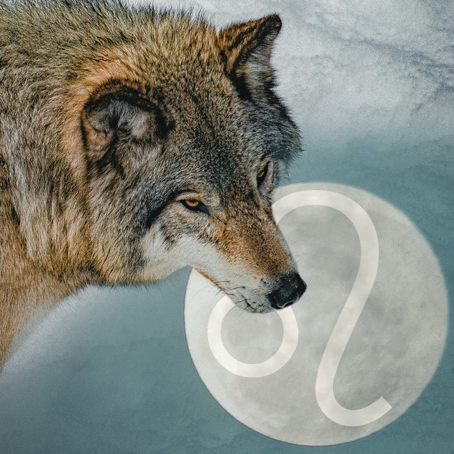 Welcome to the full Wolf moon in Leo 